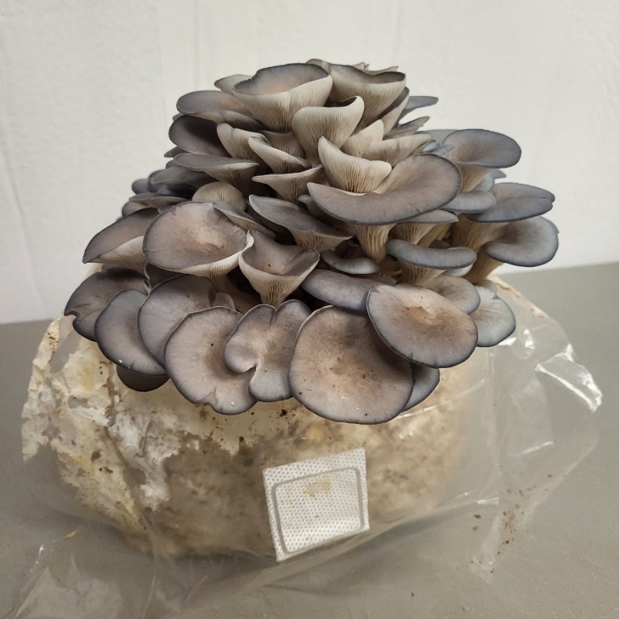 mushroom　0317 Mushroom Cluster - The 4 Kids