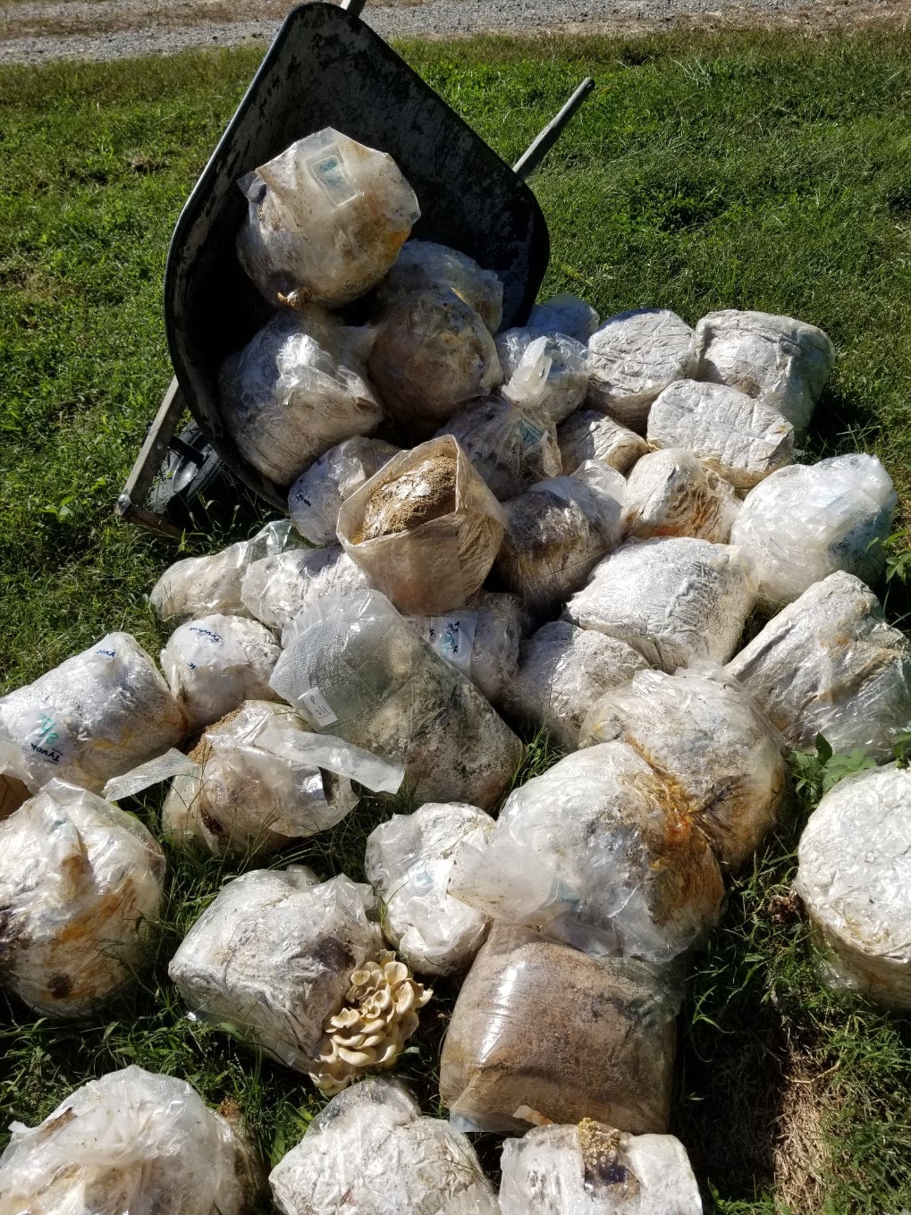 Spent Mushroom Blocks | North Side Growers LLC